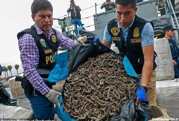 خبرآنلاین - تصاویر | کشف ۱۲.۳ میلیون لاشه اسب دریایی در یک کشتی!