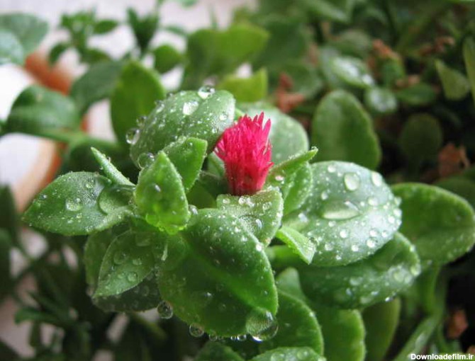 aptenia-cordifolia-5 - گل فروشی رضوان
