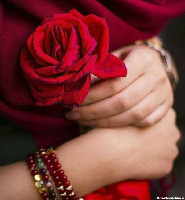 عکس پروفایل گل رز قرمز در دست دختر