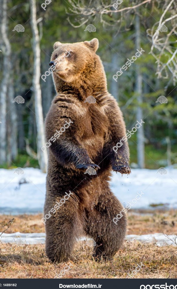 خرس قهوه ای Ursus arctos که روی پاهای عقب خود روی یک باتلاق در ...