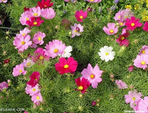 معرفی ۳۰ گل پاییزی زیبا برای کاشتن در گلدان