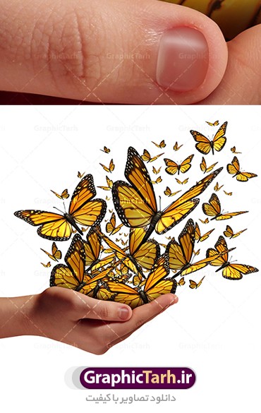 عکس با کیفیت پروانه ها در دست با پس زمینه سفید از شاتر استوک کیفیت ...