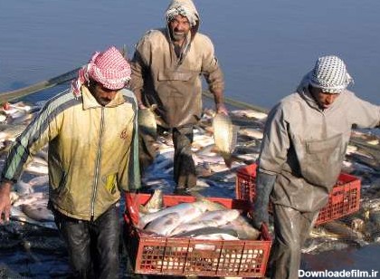 وقتی «ماهی صبور» از آبهای خوزستان کوچ می کند! - خبرگزاری خورنا