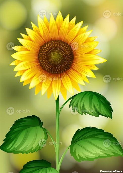 دانلود وکتور تصویر پس زمینه گل آفتابگردان در طبیعت | اوپیک