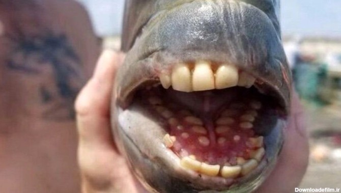 دندان های انسان در دهان یک ماهی (+عکس)