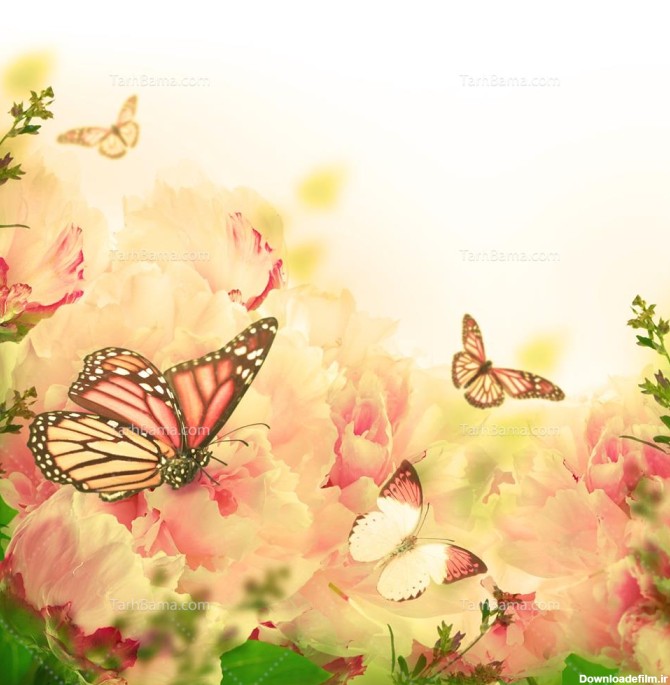 تصویر با کیفیت گل های صورتی با پروانه ها