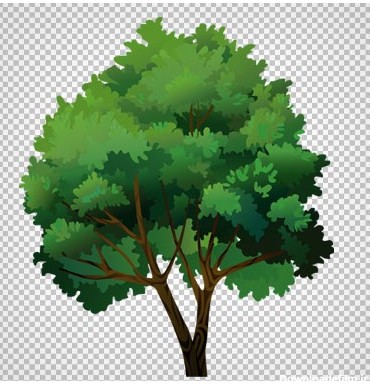 دانلود درخت بید سبز پر برگ بصورت فایل بدون بکگرند و دوربری شده