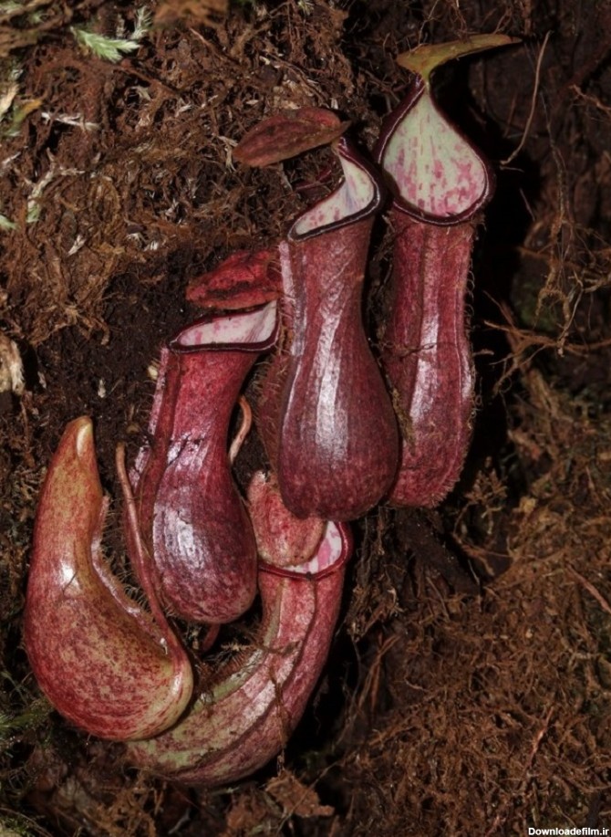 فرارو | (تصاویر) کشف یک گیاه گوشتخوار جدید و عجیب در اندونزی
