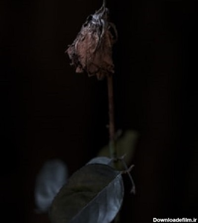 عکس گل پژمرده سیاه
