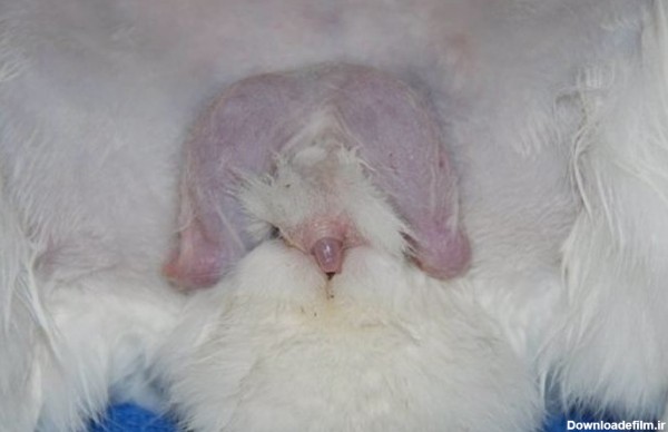 تعیین جنسیت خرگوش نر