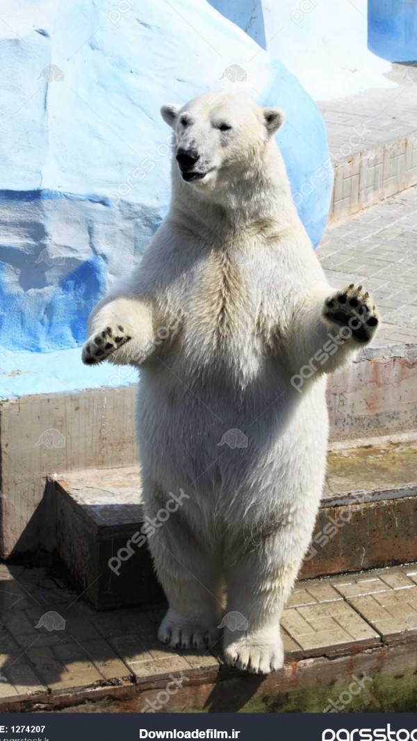 خرس قطبی در پاهای عقبی آن ایستاده 1274207