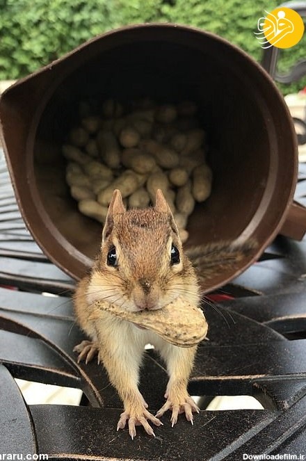 فرارو | تصاویر جالب از سنجاب‌ها با دهان پر از آجیل!