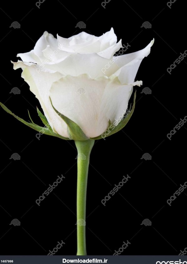 عکس گل سفید در زمینه مشکی