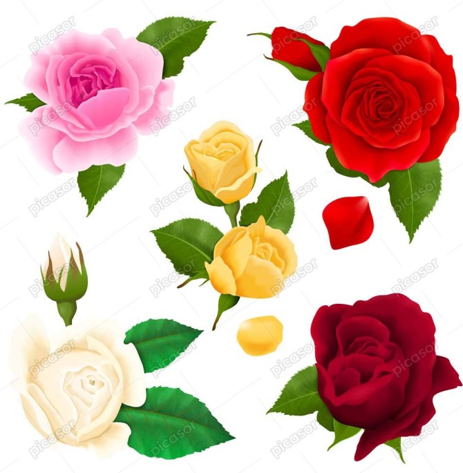 5 وکتور گل رز قرمز زرد و سفید طراحی واقعی از گلهای رز رنگی » پیکاسور