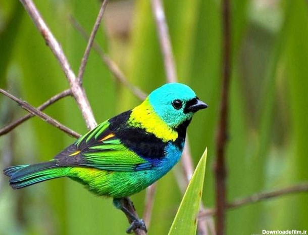 نگارگر در جانشین: تصاویر زیبای پرندگان در طبیعت پرنده, طبیعت ...