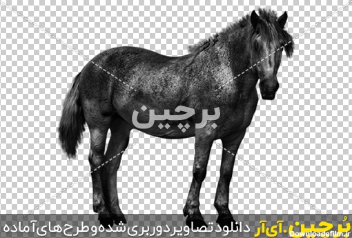Borchin-ir-Black-Horse-Vector-PNG-Image-26 دانلود عکس های متنوع اسب png