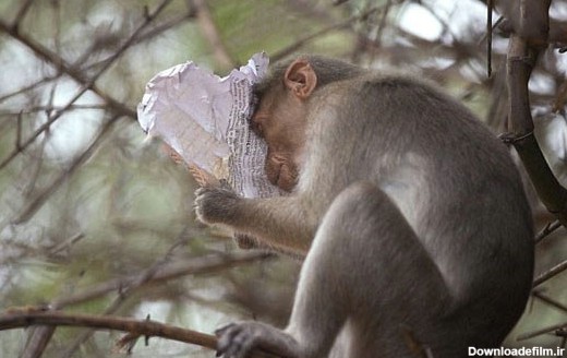 حرکت بسیار جالب میمون باغ وحش با روزنامه! (+عکس)