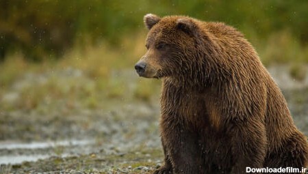 مشاهده خرس قهوه‌ای در منطقه حفاظت‌شده اشترانکوه