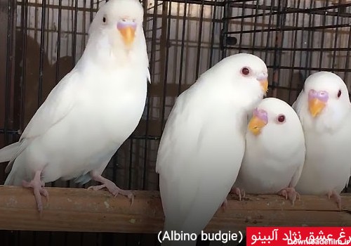 معرفی زیباترین نژادهای مرغ عشق - چیکن دیوایس