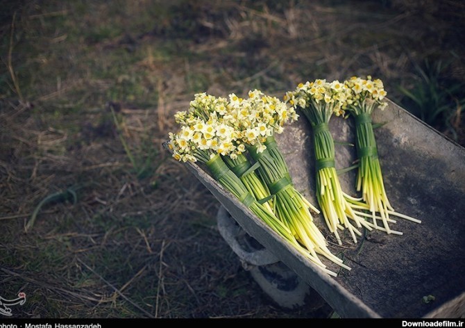 آخرین خبر | عکس/ مزرعه گل نرگس در گلستان