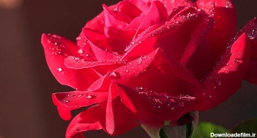 عکل شاخه گل رز زیبا و عاشقانه برای پروفایل