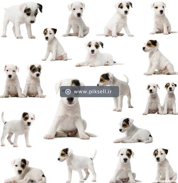 عکس با کیفیت از سگ های کوچک سفید