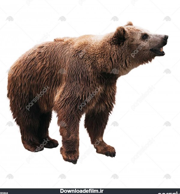 خرس قهوه ای ایستاده با دهان باز در پس زمینه سفید 1285844