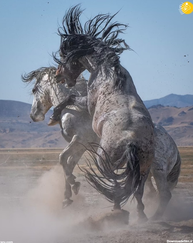 فرارو | عکسی دیدنی از مبارزه اسب نر باشکوه
