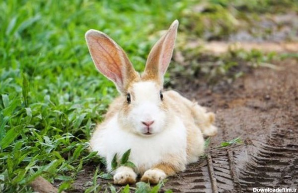 تشخیص نر یا ماده بودن خرگوش