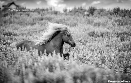 عکاسی های بسیار زیبا از اسب های وحشی