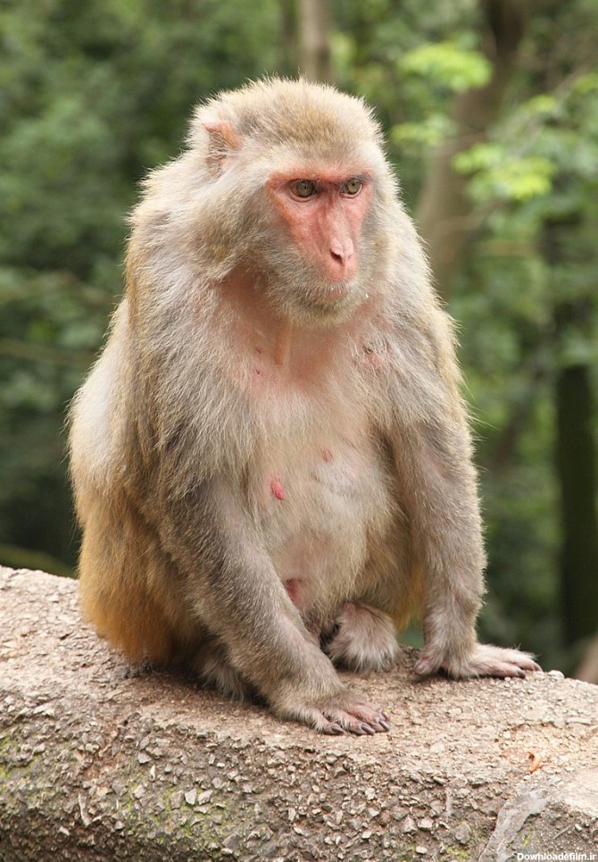 میمون رزوس - ویکی‌پدیا، دانشنامهٔ آزاد