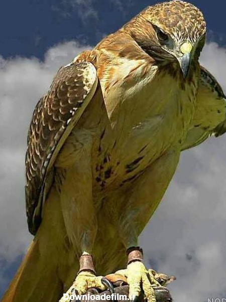 عکس عقاب خسته - عکس نودی