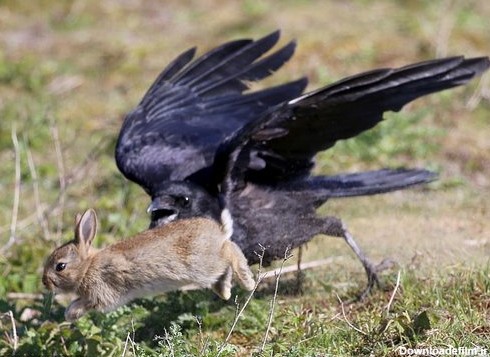 شکار ناموفق خرگوش توسط کلاغ