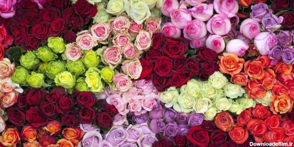 دانلود عکس گل رز همه رنگی