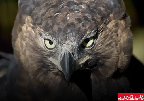 عقاب تاجدار - چیکن دیوایس