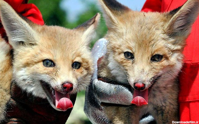 زنده گیری دو قلاده روباه سرگردان در مشهد‎