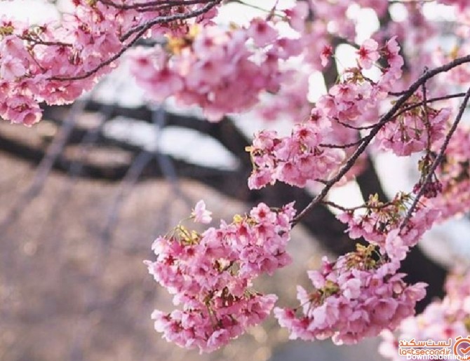 جشن هانامی مجازی، لذتی جدید از شکوفه های گیلاس ژاپنی | لست سکند