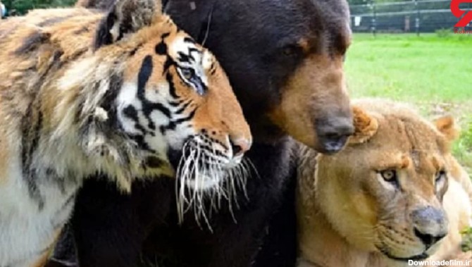 تصاویر حیرت‌انگیزی از دوستی 15 ساله شیر و ببر و خرس / انسان ها در شوک!