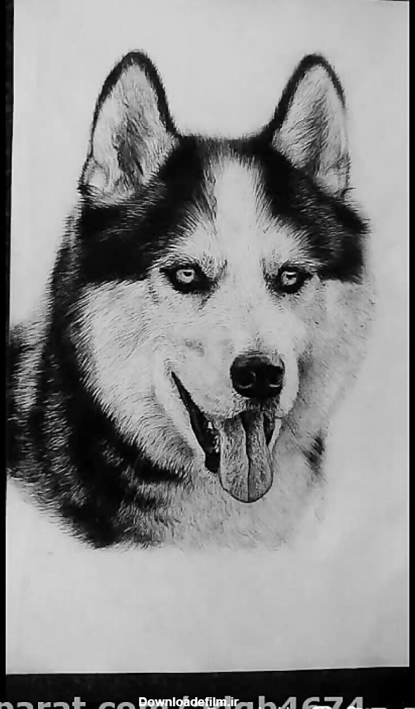 عکس نقاشی سگ گرگی