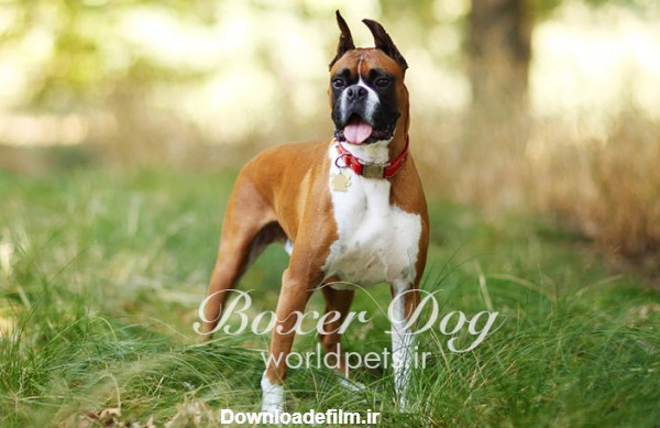 بررسی کامل سگ نژاد باکسر (مشخصات، قیمت، عکس و...) | دنیای حیوانات