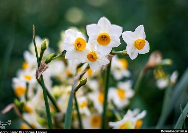 تصاویر| برداشت گل نرگس از مزارع مازندران