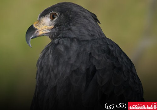 عقاب منزوی (تک زی) - چیکن دیوایس