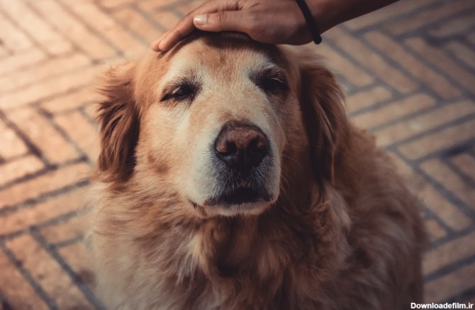 دست کشیدن روی سر سگ پیر