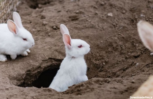 تشخیص جنسیت خرگوش از روی رفتار