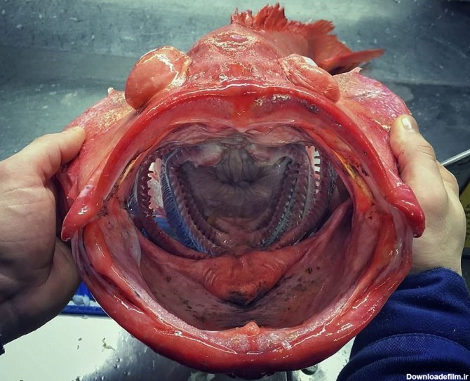 عکس عجیب ترین ماهی دنیا