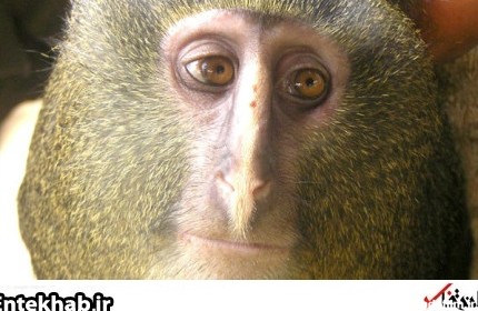 کشف یک میمون جدید با صورتی شگفت انگیز/ تصویر | سایت انتخاب