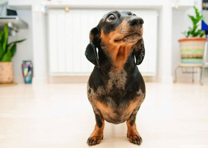 معرفی 29 نژاد سگ آپارتمانی و سازگار با محیط کوچک ، همراه با عکس و ...