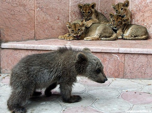 فرارو | (تصاویر) زندگی توله خرس و شیرها پس از جمع‌آوری