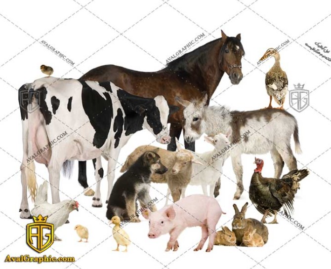 عکس با کیفیت کره اسب و گاو مناسب برای طراحی و چاپ - عکس حیوانات - تصویر حیوانات - شاتر استوک حیوانات - شاتراستوک حیوانات