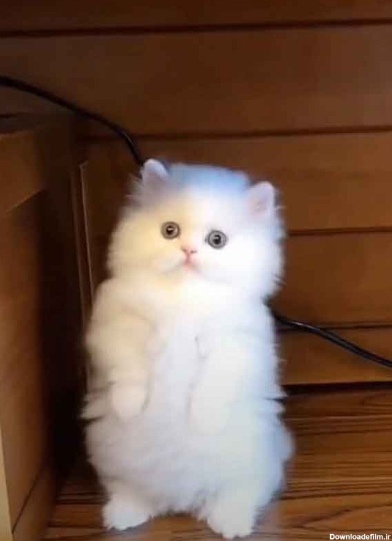 عکس بچه گربه ی کیوت